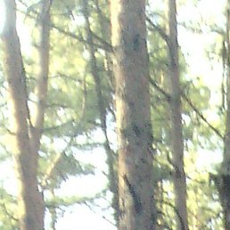 �������, ������, 65 ���