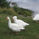 ����� ���� ���� �� ������� ���� ����������