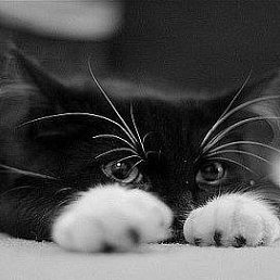 ����, �����, 54 ����