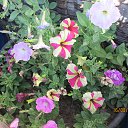 ���� �����, �����������, 66 ��� - ��������� 22 �������� 2014 � ������ �������