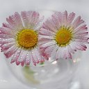 ���� �����, ������ - ��������� 17 ������� 2014 � ������ �flowers�