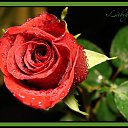 ���� �������, �����-���������, 54 ���� - ��������� 4 ������� 2014 � ������ ������ ��������