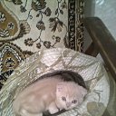 ������ ��������.. �� ������� �����