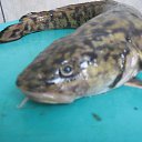 ���� ������, �����, 47 ��� - ��������� 20 ������ 2014 � ������ ���� ����������