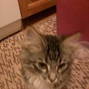 ���� �������, �����, 61 ��� - ��������� 15 ������ 2014 � ������ ���� ����������