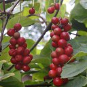 ���� �������, �����������, 71 ��� - ��������� 30 �������� 2014 � ������ ���� ������� �������