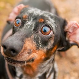 Repz, �������, 48 ���