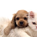 ���� �����, �����-���������, 24 ���� - ��������� 22 ������� 2014 � ������ ���� ����������