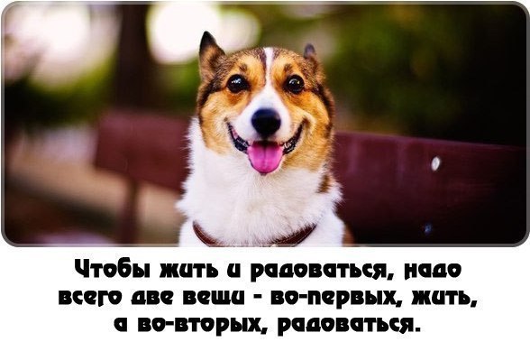.•°Dogs Forever°•. - 15 ноября 2014 в 18:50