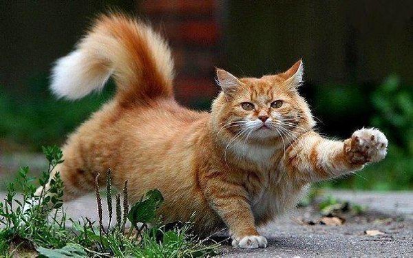 Я буду умничкой... Я буду паинькой.. Лучистым солнышком.. Пушистой заинькой... Но только тронь!!!! ...