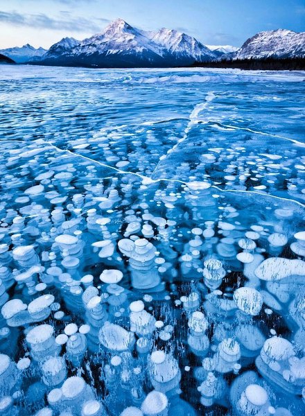  .  (Abraham Lake)     .   ...