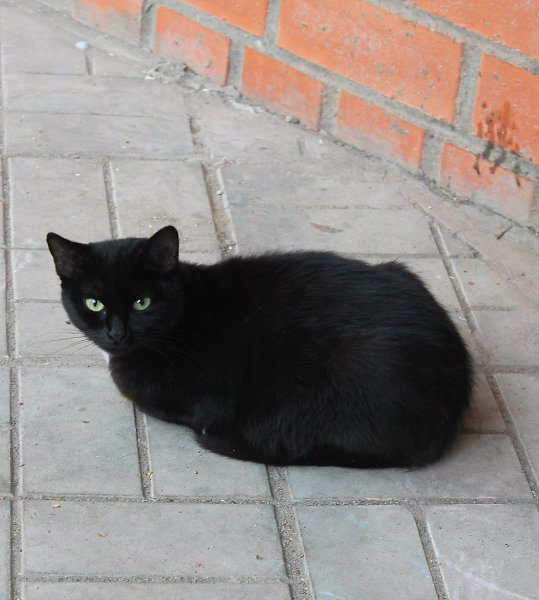 Рубрика #котизм_доброта.Москва и МОМолодая черная с белым воротничком кошечка и ее двое котят ищут ...