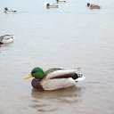 ��� ��� ��������...�������.. �� ������� ������� ������� ���� �����...�