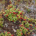 �������� �� ������� �������