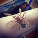 ���� �����, �������, 33 ���� - ��������� 31 ������� 2014 � ������ ������ ��������