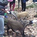 ���� ����������, �����������, 36 ��� - ��������� 26 ������� 2014 � ������ ���� ����������