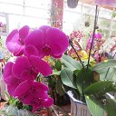 ������� �� ������� ����� ������ � ������ (�������)�