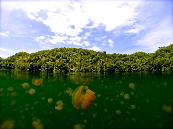 Jellyfish Lake in Palau. Photo by Tasha Howard. ! fotostrana.ru/public/233738