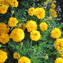 �������� �� ������� �������