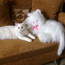 ���� ���������, ������-��-����, 52 ���� - ��������� 7 �������� 2014 � ������ ���� ����������