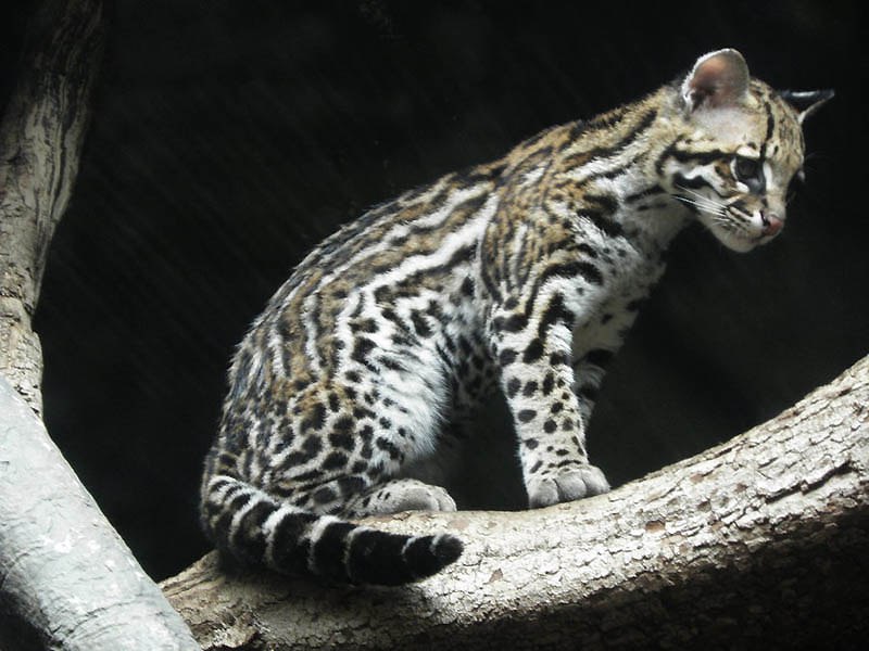   . (Leopardus pardalis),     , ... - 22