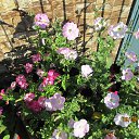 ���� �����, �����������, 66 ��� - ��������� 22 �������� 2014 � ������ �������