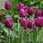 ���� �������, ������ - ��������� 17 �������� 2014