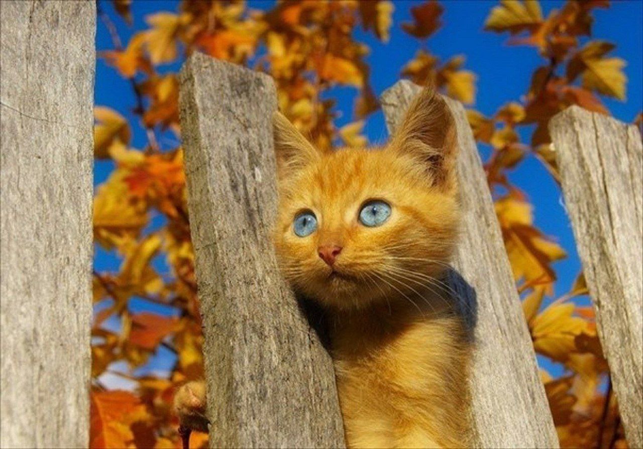 Вдруг среди листвы видишь. Кот осень. Осенний котик. Котики осенью. Рыжая кошка.