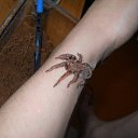 ���� �����, �������, 33 ���� - ��������� 31 ������� 2014 � ������ ������ ��������