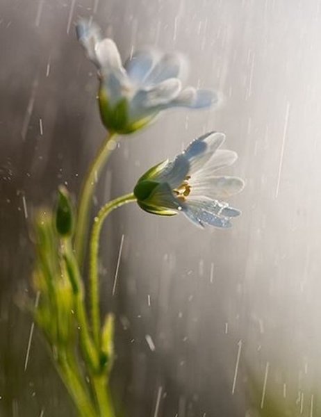 Не отвечайте злом на зло, иначе злу не будет конца. В ответ на обиду поцелуй врага своего, и ему ... - 3