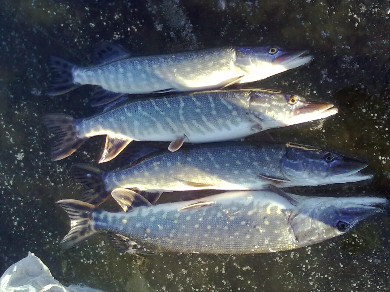 ����� ������� - 10 ������ 2014 � 13:22