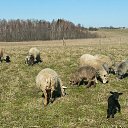 ���� Mindaugas, �����, 67 ��� - ��������� 23 ������ 2014 � ������ ���� ����������