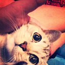 ���� ��������, �����, 35 ��� - ��������� 12 ������� 2014 � ������ ������ ��������