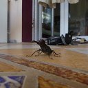 ���� ��������, ������, 52 ���� - ��������� 9 ������� 2014 � ������ ���� ����������