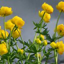  Blondincik, , 56  -  4  2014    