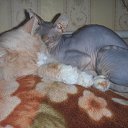 ���� �������� ��������, ������� - ��������� 23 ������� 2014 � ������ ������ ��������