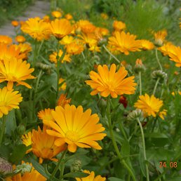 ���� �������, ����-������, 71 ��� - ��������� 11 ������� 2014