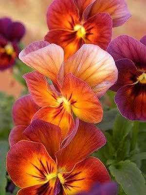    ,   ,   .        ... - 4