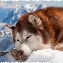  , -, 68  -  10  2014    