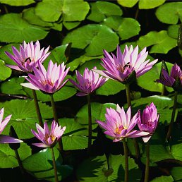 �����, �������, 49 ���