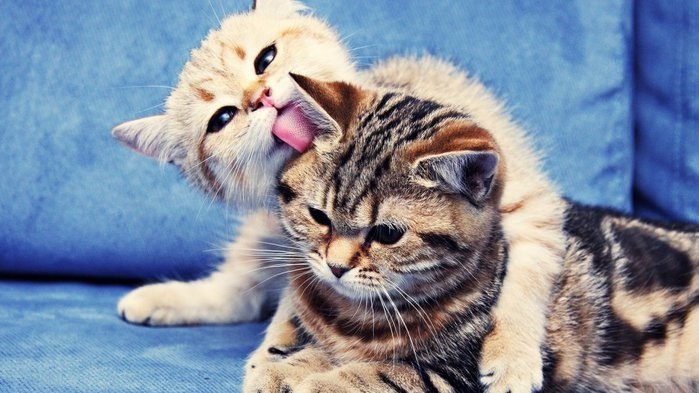 °•Cats Forever•° - 4  2014  20:36