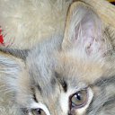 ���� ���, ����-���������, 46 ��� - ��������� 8 �������� 2014 � ������ ���� ����������