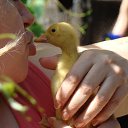  Stas, , 65  -  1  2014    