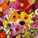 ���� ������, ������, 62 ���� - ��������� 9 ������� 2014