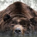 ���� �����, ������ - ��������� 17 ������� 2014 � ������ �animals�