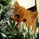 ���� �������, ���� - ��������� 23 ������� 2014 � ������ ���� ����� �����)))�