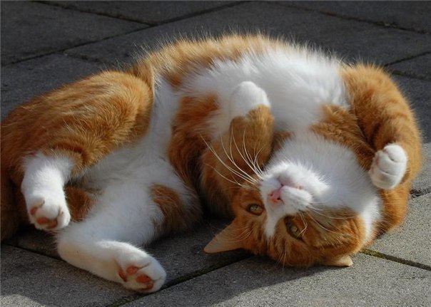 ����������� (18+) - 7 ������� 2014 � 22:33