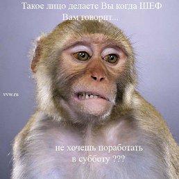 ���������, ���������, 42 ����