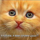 ���� ��������, ����������� - ��������� 7 ������ 2014 � ������ ������ ��������