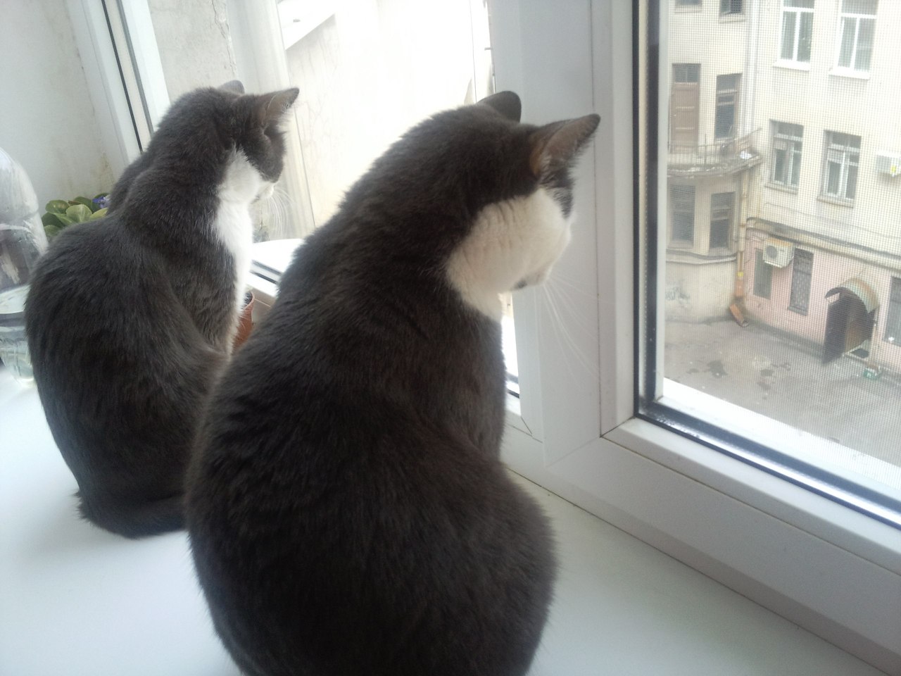 Наблюдают но только не в. Сова юмор. Человек птица. Наблюдают но только не в. Наблюдают но только не в.